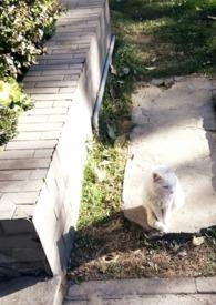 媚宠全文免费阅读故筝